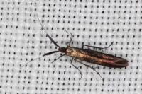 Coleophora variicornis
