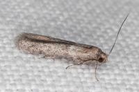 Blastobasis phycidella