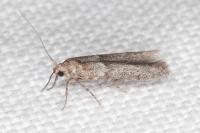 Blastobasis phycidella