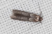 Blastobasis phycidella