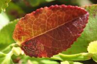 Stigmella myrtillella