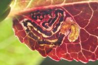 Stigmella myrtillella