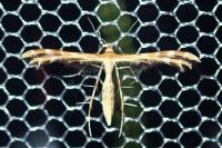 Oxyptilus