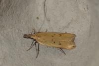 Dichomeris limosella