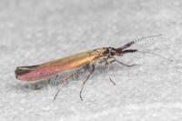 Coleophora variicornis