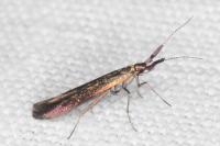 Coleophora variicornis