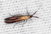 Coleophora variicornis