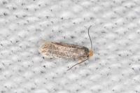Glaucolepis stoechadella