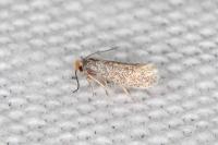 Glaucolepis stoechadella