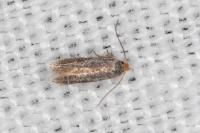 Glaucolepis stoechadella