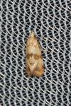 Phalonidia contractana