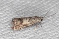 Cydia ilipulana
