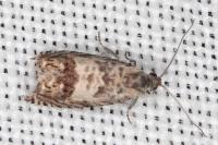 Cydia ilipulana