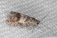 Cydia ilipulana