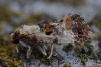 Neocochylis hybridella