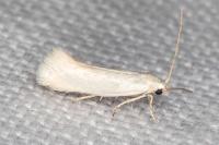 Elachista argentella
