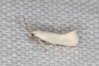 Elachista argentella