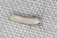 Elachista argentella