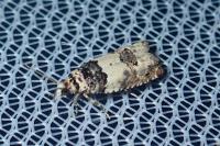 Epinotia thapsiana