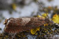 Dichrorampha acuminatana
