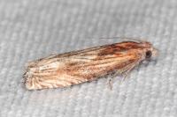 Eucosma cana