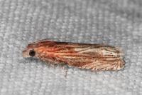 Eucosma cana