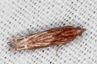 Eucosma cana