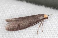 Agnoea langohri