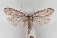 Agnoea langohri