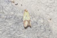 Agapeta zoegana