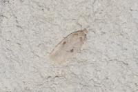 Agonopterix