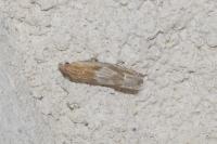Eucosma gr. cana
