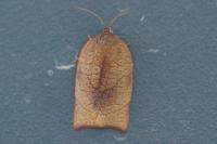 Cacoecimorpha pronubana