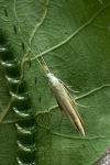 Coleophora