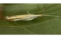 Coleophora