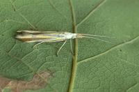 Coleophora