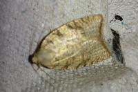 Aleimma loeflingiana