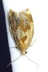 Archips crataegana