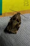 Archips xylosteana