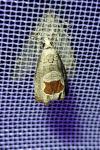 Notocelia uddmanniana