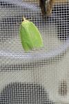 Tortrix viridana