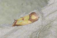Agapeta zoegana