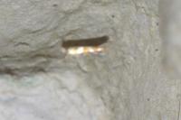 Argyresthia goedartella