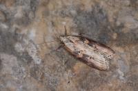 Anchinia daphnella