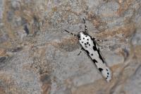 Ethmia pusiella
