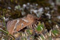 Triodia sylvina