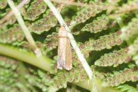 Eucosma