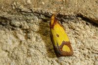 Agapeta zoegana