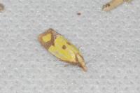 Agapeta zoegana