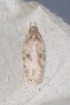 Agonopterix arenella